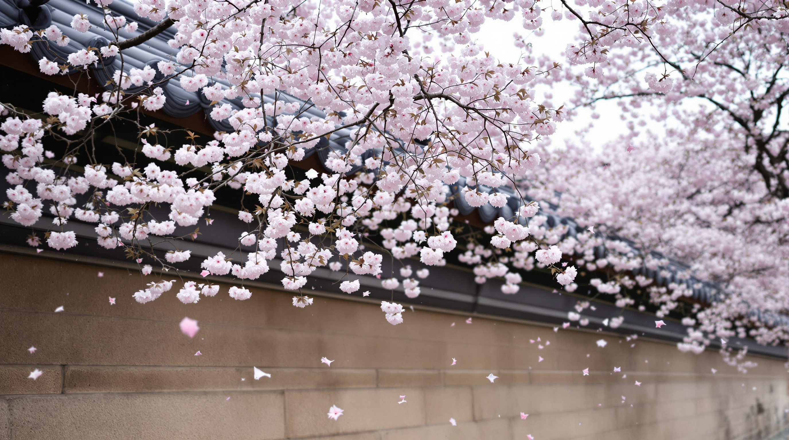 Seoul Through the Seasons — Photographing the City's Year